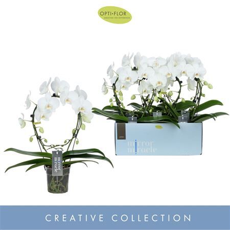 Phal Boog Aurora 2 Tak