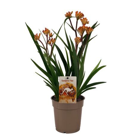 Anigozanthos Beauty Orange