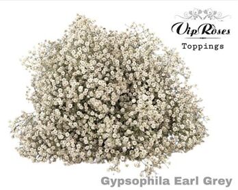 Gyps Pa Earl Grey