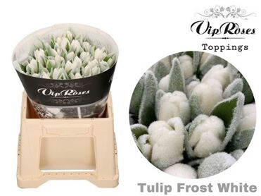 Tu En A Frost White
