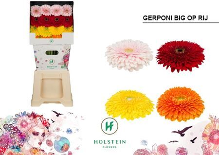 Ge Gb Gerponi Big Op Rij Diamond X45