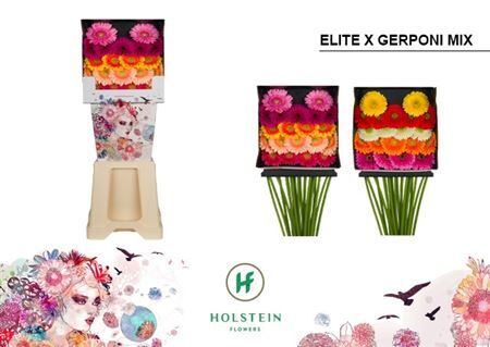 Ge Mi Elite X Gerponi Op Rij Diamond X80