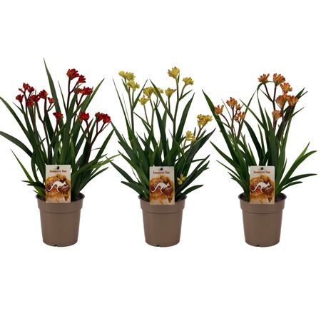 Anigozanthos Beauty Gemengd