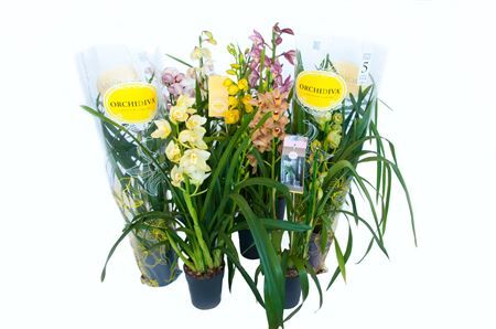 Cymbidium Gemengd Piccobello 1 Tak