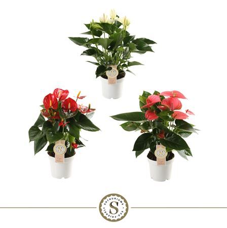 Anth A Misto 3 Colori