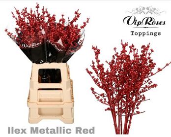 Ilex Metallic Red 70 Cm