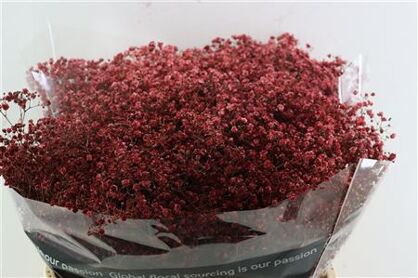 Gyps Grof Bordeaux (dip)