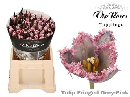 Tu Fr Fringed Grey Pink