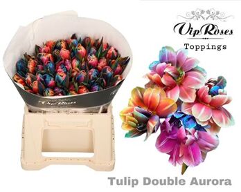 Tu Du Double Aurora