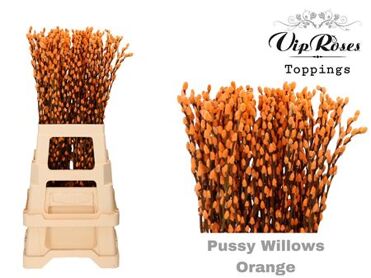 Salix Pussy Willow Orange