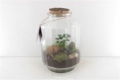 Arr3 Wa Terrarium - Strepe Xl