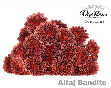 Chr T Altaj Bandito