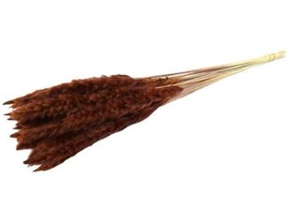 Dried Fluffy Pampas Brown Bunch Slv