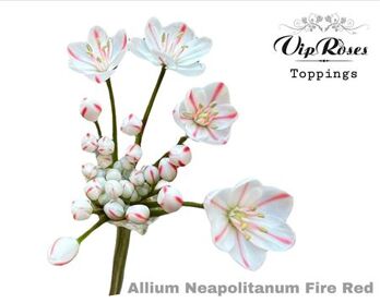 Allium Neopolitanum Fire Red L55cm
