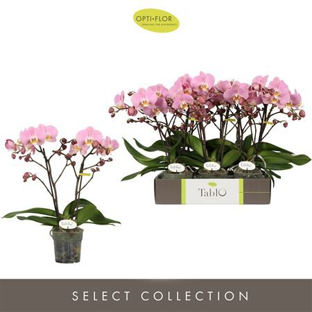 Phal Tablo Cosmopolitan 2 Spike