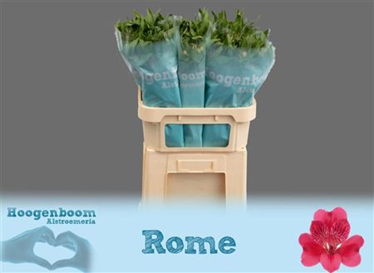 Alstr Rome | Van der Plas