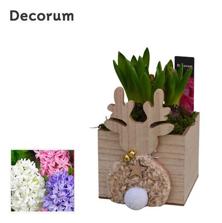 Hya A Hl15662 Rudolph Square