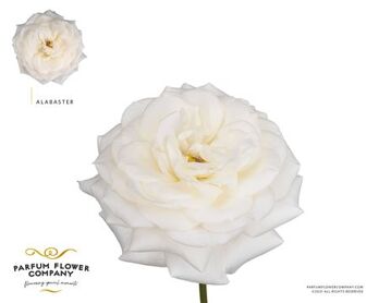 Rosa Garden Alabaster