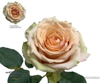 Rosa Garden Caramel Macchiato