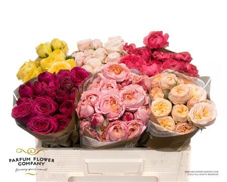 Rosa Spray Big Garden Mix Blik