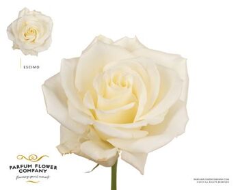 Rosa Premium Escimo
