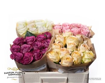 Rosa Garden Mix Alexandra