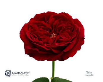 Rosa David Austin Tess