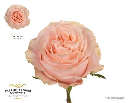 Rosa Garden Princess Crown