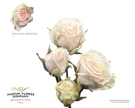 Rosa Spray Exclusive Sensation