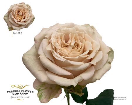 Rosa Premium Sahara