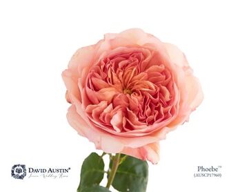 Rosa David Austin Phoebe