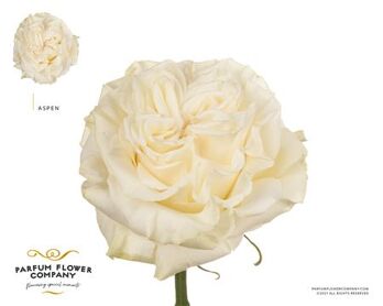 Rosa Garden Aspen