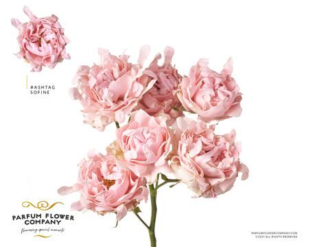 Rosa Spray #ashtags Sofine