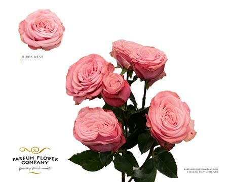 Rosa Spray Birds Nest