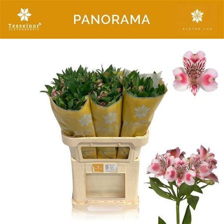 Fiori | Ordina fiori online su VDP! | Van der Plas