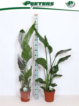 Strelitzia Nicolai 2pp