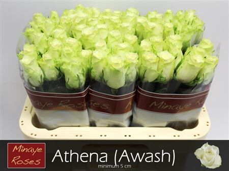 R Gr Athena