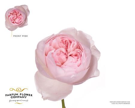 Rosa Parfum Peony Pink