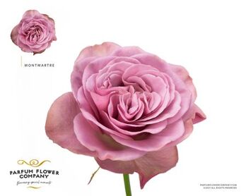 Rosa Garden Mont Martre