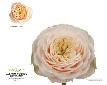 Rosa Garden Darlington