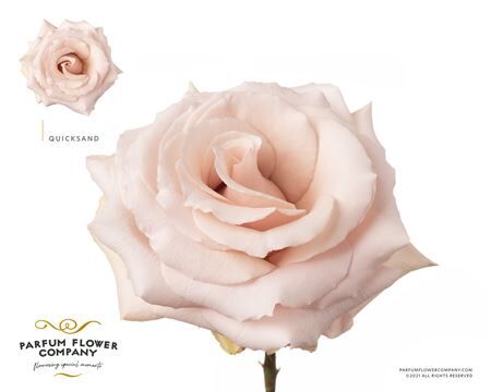 Rosa Premium Quicksand