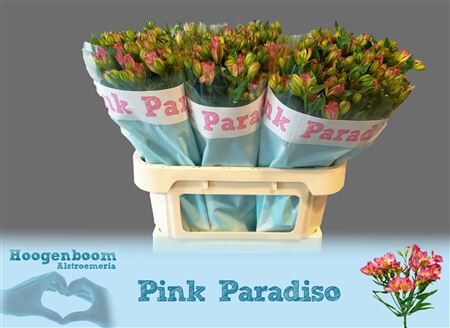 Alst Fl Pink Paradis