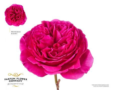 Rosa Princess Kishi