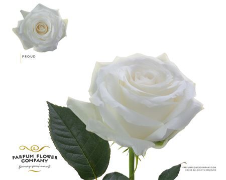 Rosa Garden Proud