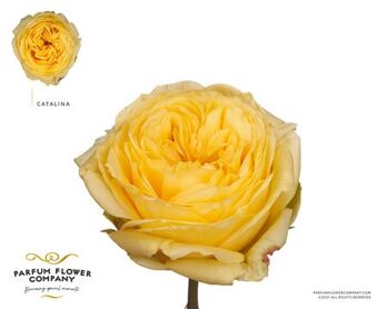 Rosa Garden Catalina