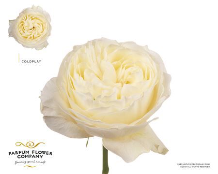 Rosa Garden Coldplay