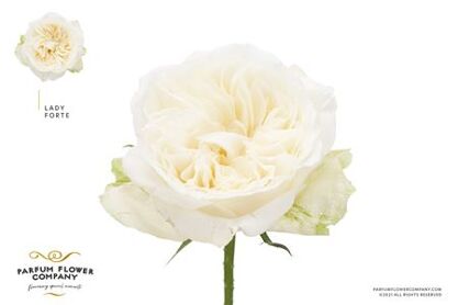 Rosa Meilland Lady Forte