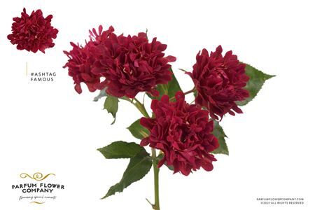 Rosa Spray #ashtags Famous