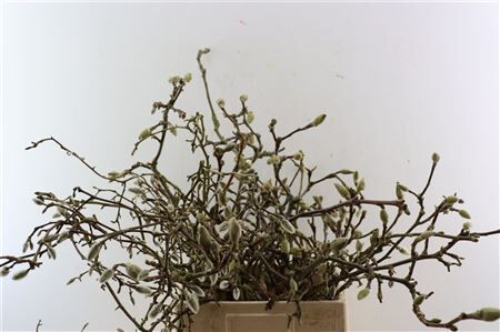 Magnolia Grandiflora Grillig 60cm P Stem X25