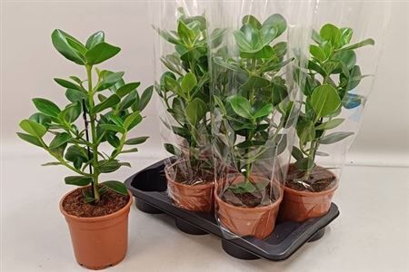 Clusia Rosea Princess